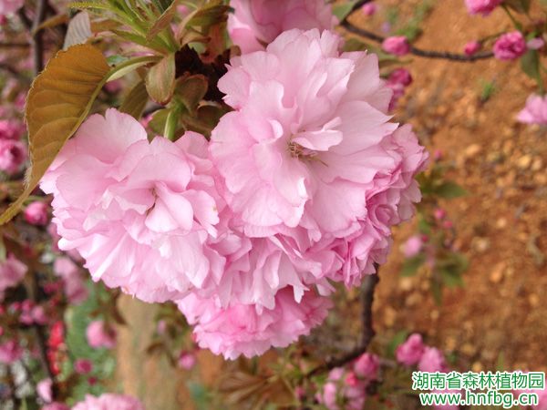 AG旗舰厅(中国游)官方网站