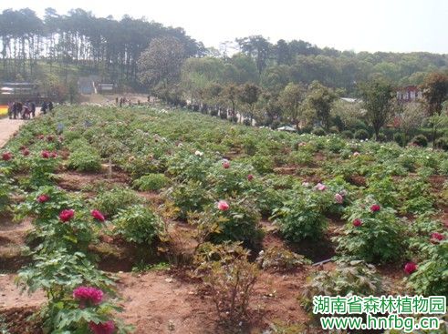 AG旗舰厅(中国游)官方网站
