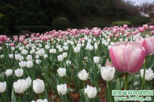 AG旗舰厅(中国游)官方网站