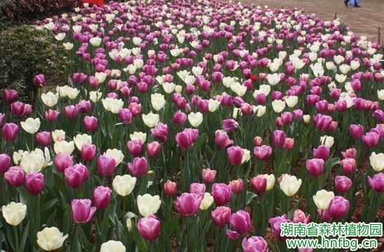 AG旗舰厅(中国游)官方网站