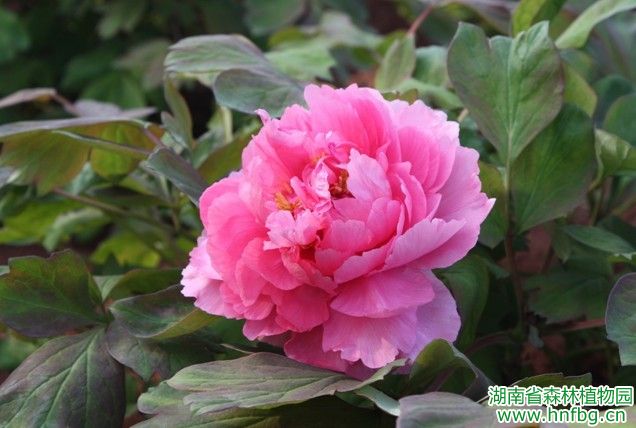 AG旗舰厅(中国游)官方网站