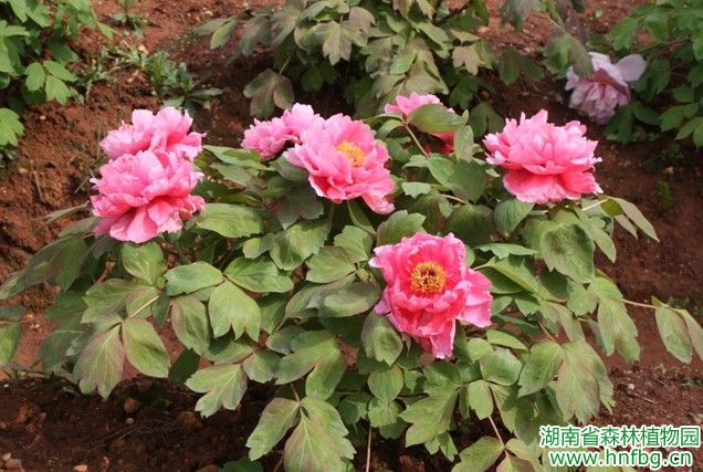 AG旗舰厅(中国游)官方网站