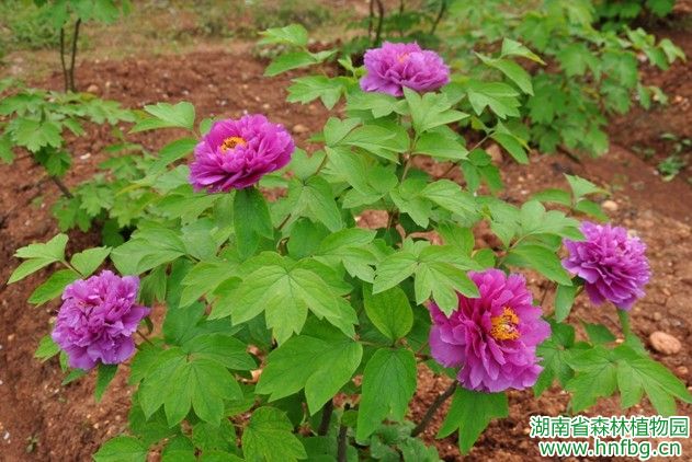 AG旗舰厅(中国游)官方网站