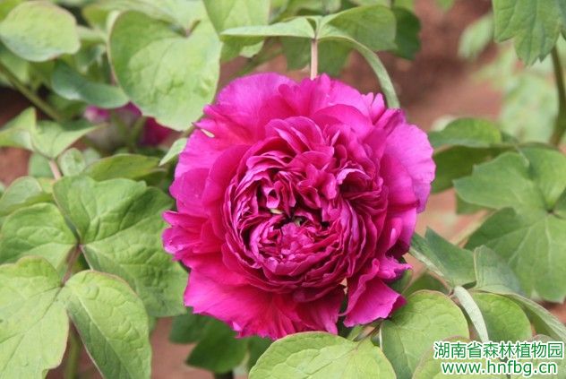 AG旗舰厅(中国游)官方网站