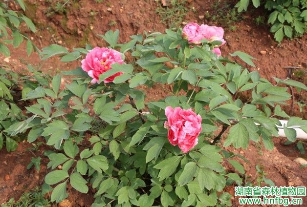 AG旗舰厅(中国游)官方网站