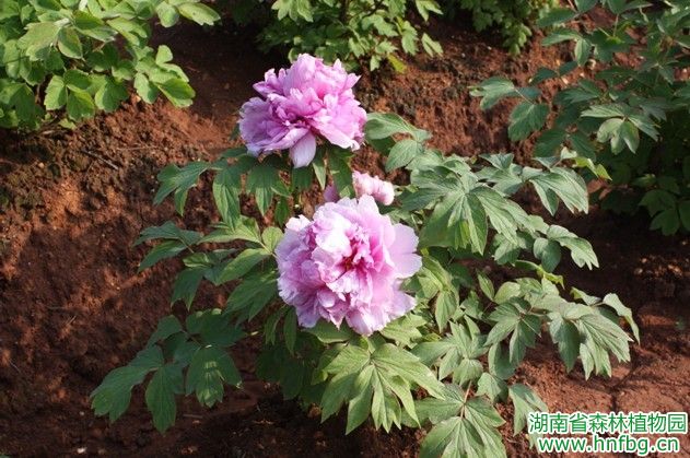 AG旗舰厅(中国游)官方网站