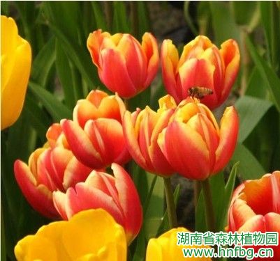 AG旗舰厅(中国游)官方网站
