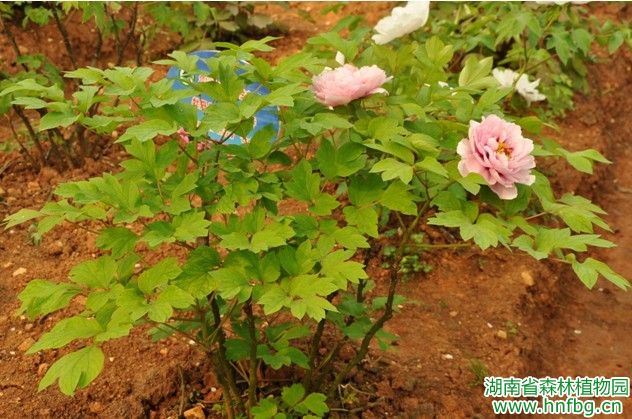 AG旗舰厅(中国游)官方网站