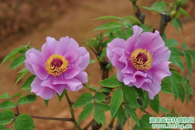 AG旗舰厅(中国游)官方网站