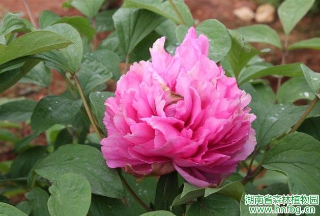 AG旗舰厅(中国游)官方网站