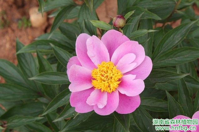 AG旗舰厅(中国游)官方网站