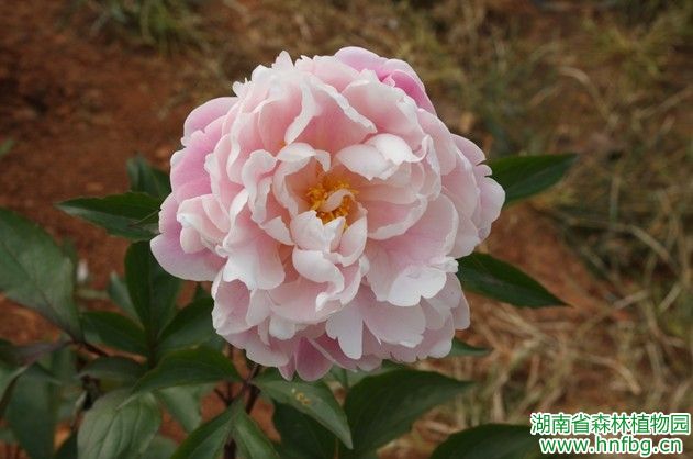 AG旗舰厅(中国游)官方网站