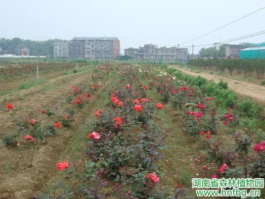 AG旗舰厅(中国游)官方网站