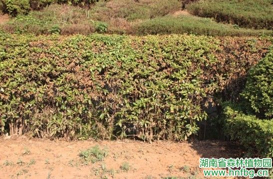 AG旗舰厅(中国游)官方网站