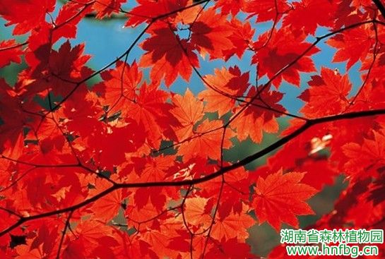 AG旗舰厅(中国游)官方网站