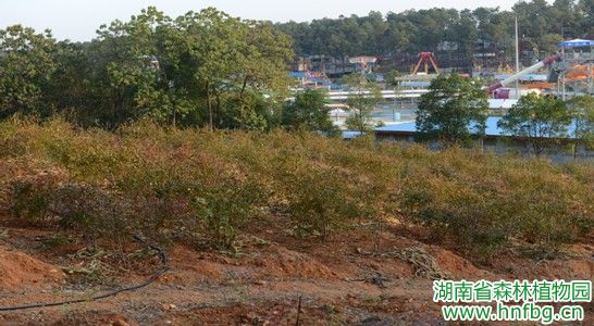 AG旗舰厅(中国游)官方网站
