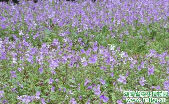 AG旗舰厅(中国游)官方网站