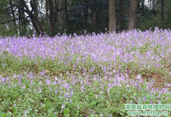 AG旗舰厅(中国游)官方网站
