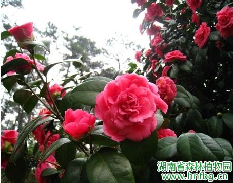 AG旗舰厅(中国游)官方网站