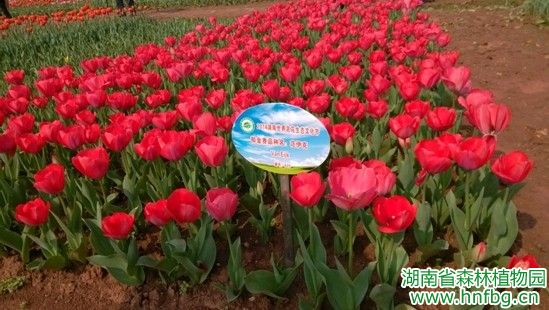 AG旗舰厅(中国游)官方网站