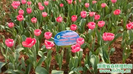 AG旗舰厅(中国游)官方网站