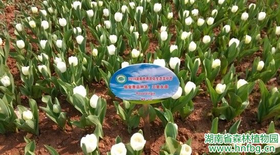 AG旗舰厅(中国游)官方网站