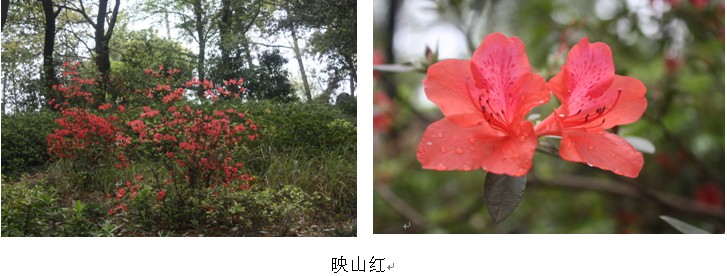 AG旗舰厅(中国游)官方网站