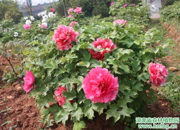 AG旗舰厅(中国游)官方网站