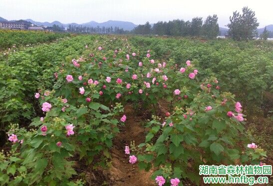 AG旗舰厅(中国游)官方网站