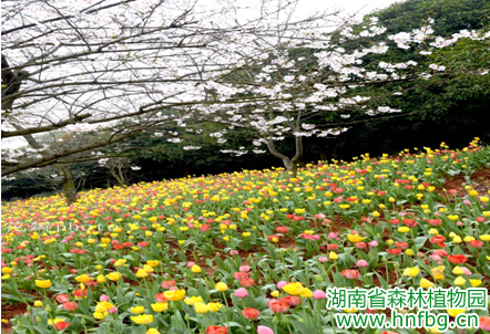 AG旗舰厅(中国游)官方网站