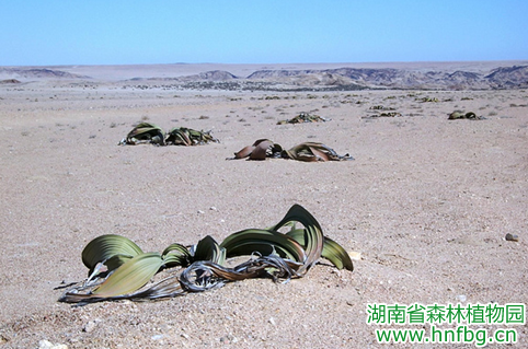 AG旗舰厅(中国游)官方网站