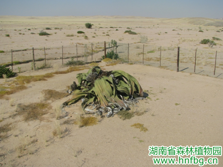 AG旗舰厅(中国游)官方网站