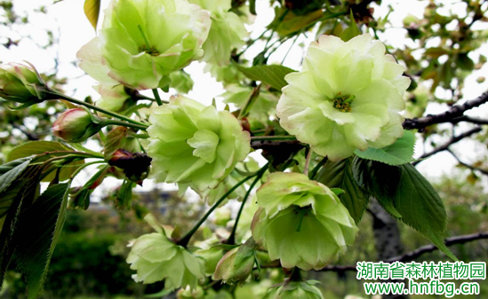 AG旗舰厅(中国游)官方网站