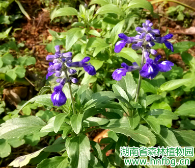 AG旗舰厅(中国游)官方网站