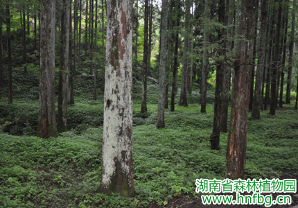 AG旗舰厅(中国游)官方网站