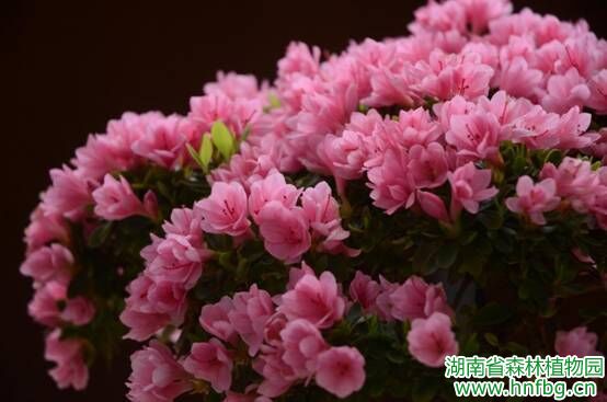 AG旗舰厅(中国游)官方网站