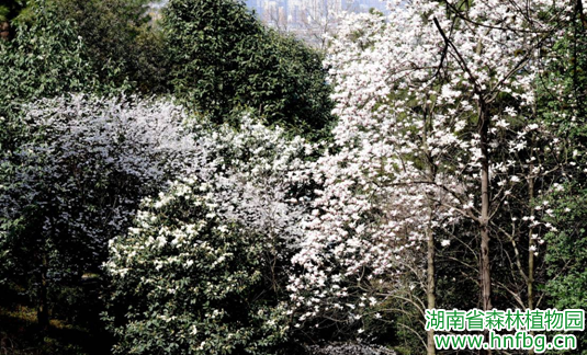 AG旗舰厅(中国游)官方网站