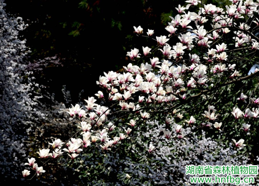 AG旗舰厅(中国游)官方网站