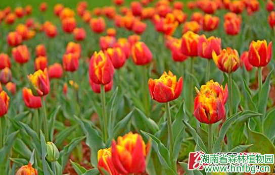 AG旗舰厅(中国游)官方网站
