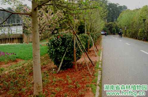 AG旗舰厅(中国游)官方网站