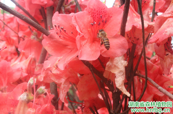 AG旗舰厅(中国游)官方网站