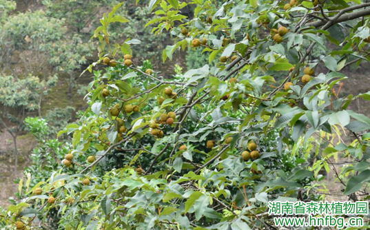 AG旗舰厅(中国游)官方网站
