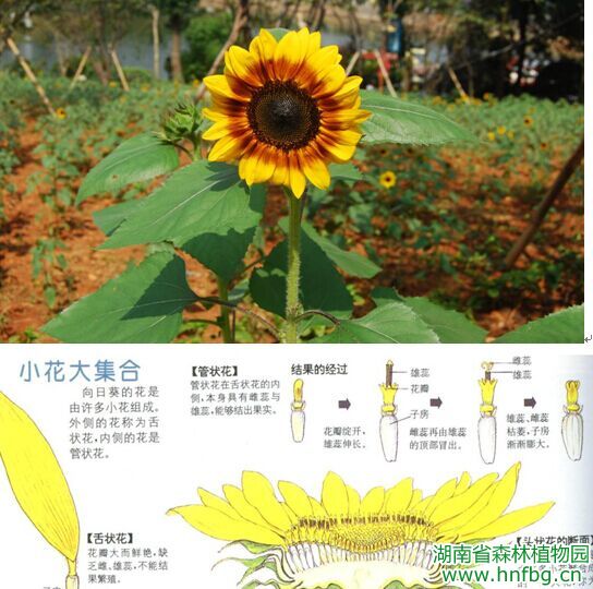 AG旗舰厅(中国游)官方网站