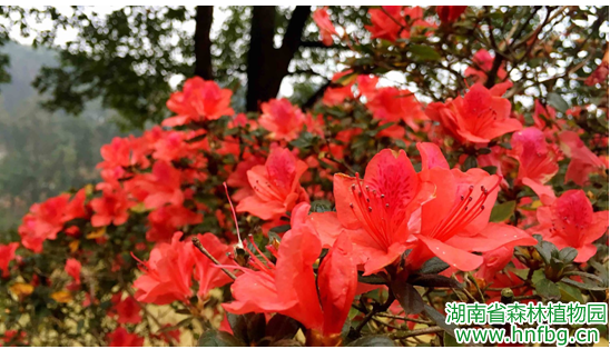 AG旗舰厅(中国游)官方网站